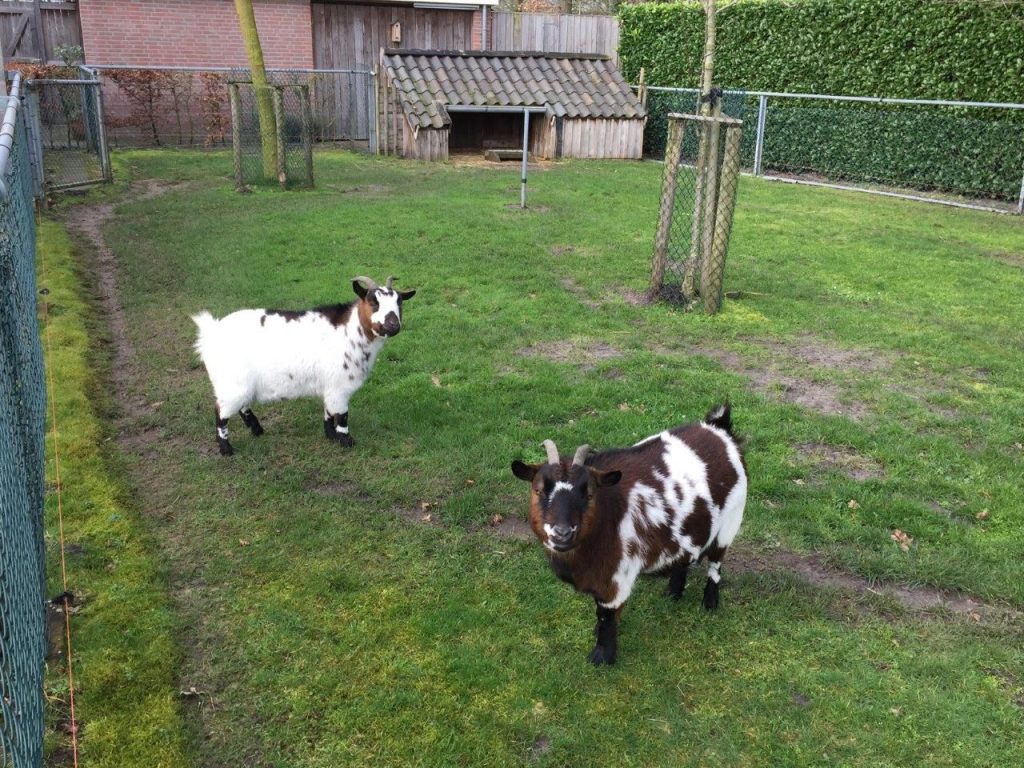 huisoppasser worden